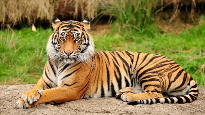 Merupakan tingkat keanekaragaman pada hayati harimau dan adanya contoh kucing Keanekaragaman Hayati: