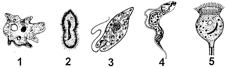 410+ Gambar Protozoa Mirip Hewan Terbaik
