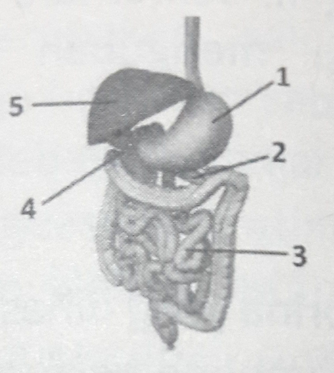 Enzim renin dihasilkan oleh organ