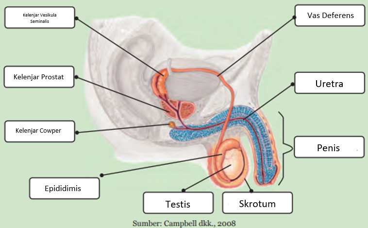 Uterus merupakan organ reproduksi wanita yang berfungsi sebagai
