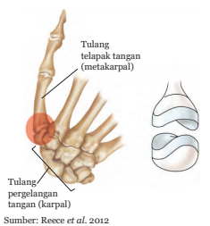 Tulang ke sikap arah akibat melengkungnya disebut depan kesalahan punggung SYSTEM RANGKA