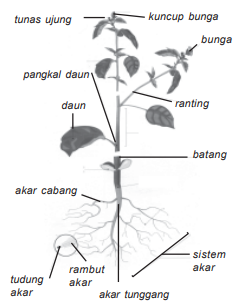 Materi Ipa Kelas 4 Struktur Bagian Tumbuhan Dan Fungsinya